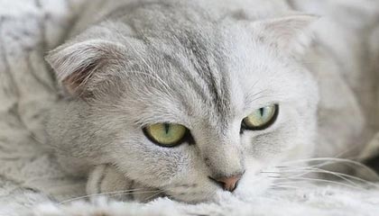 世界杯手机观看-圈子不同别硬融，库追汤赛后叙旧波杰想加入，尬聊几句后悻悻离开